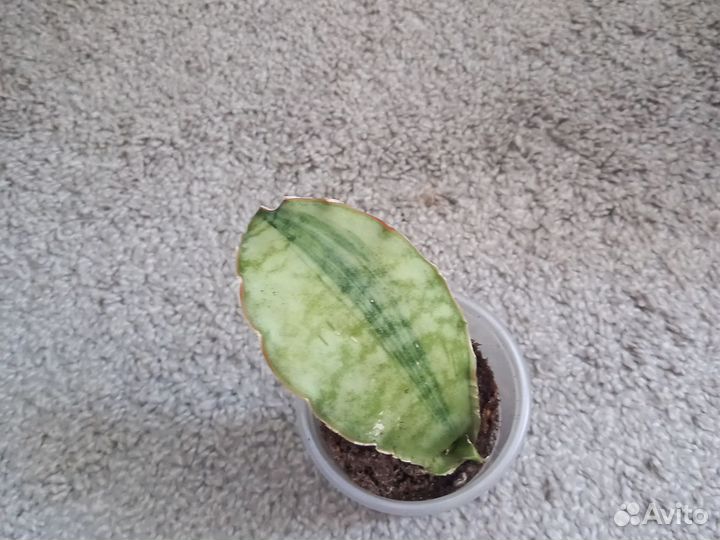 Сансевиерия Кирки Сильвер Блю варигатный и др