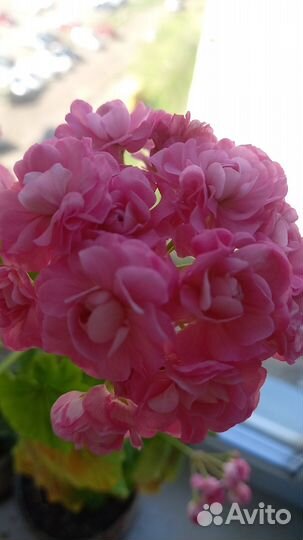 Продам герань
