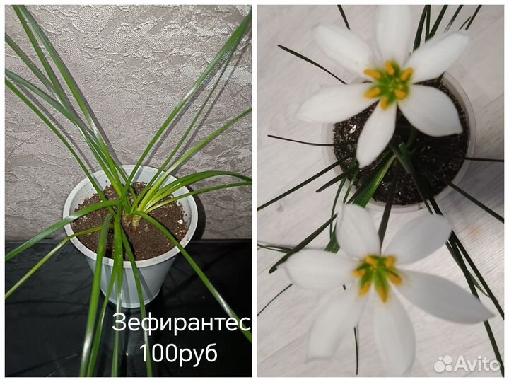 Комнатные цветы