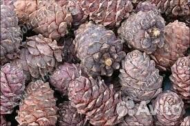 Шишка кедровая, орех