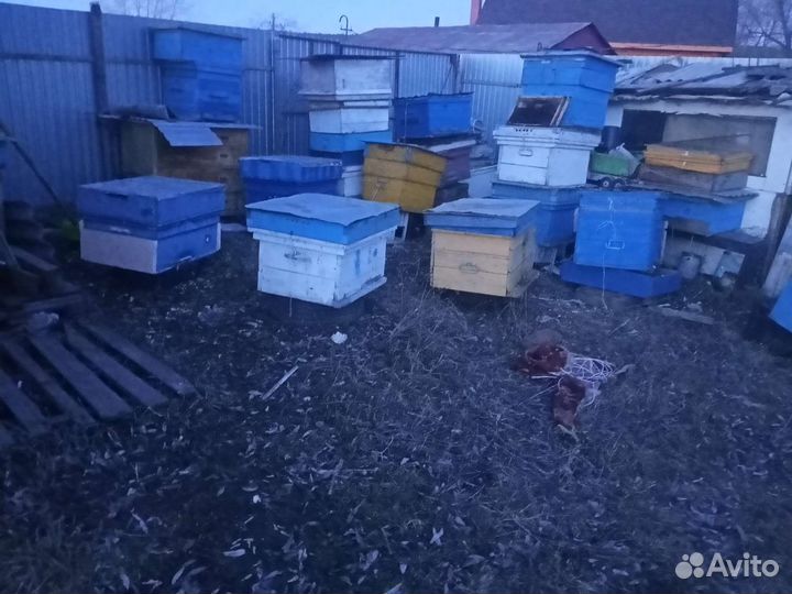 Продам пчелосемьи