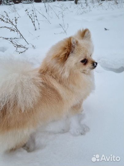 Немецкий шпиц вязка