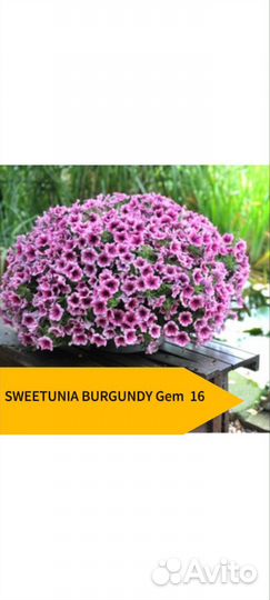 Вегетативная петуния