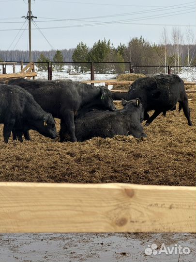 Быки абердин ангус