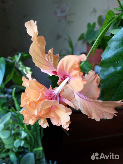 Китайские розы