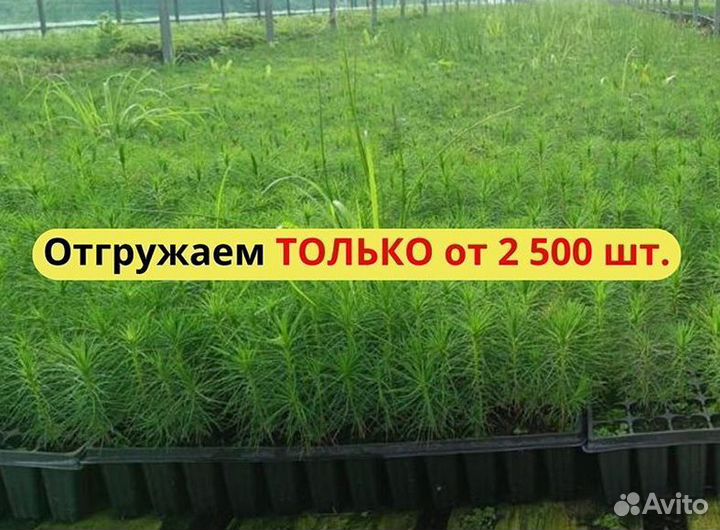 Саженцы сосны и ели окс оптом