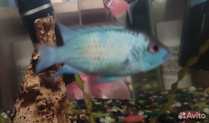 Аквариумные рыбки золотые,скалярии