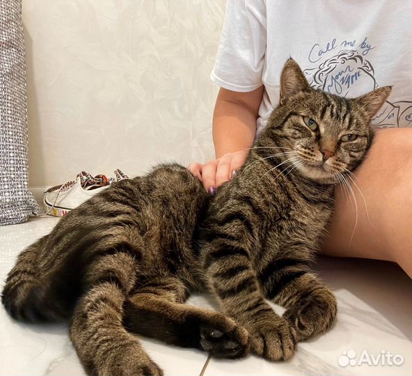 Тигр ласковый и ничей