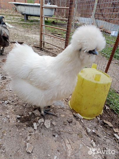 Петух Цыпы Китайские Шёлковые А.С.К Кохинхин яйцо