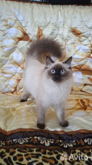 Кошка невская маскарадная вязка