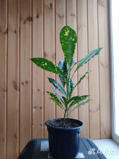 Фикус бенджамина пестролистный, аукуба