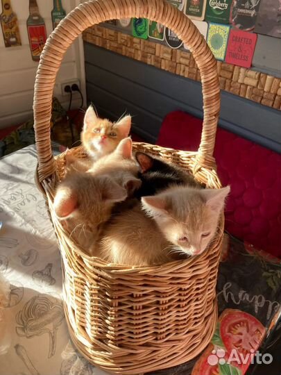 Котята в добрые руки