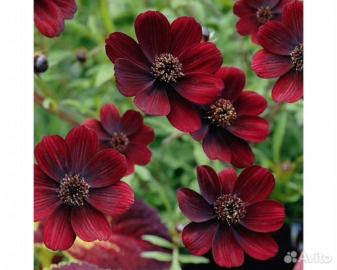 Космея кроваво-красная