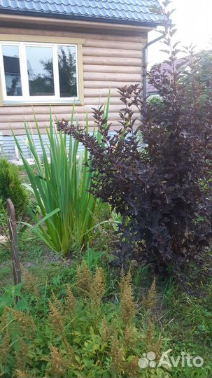 Гладиолусы луковицы