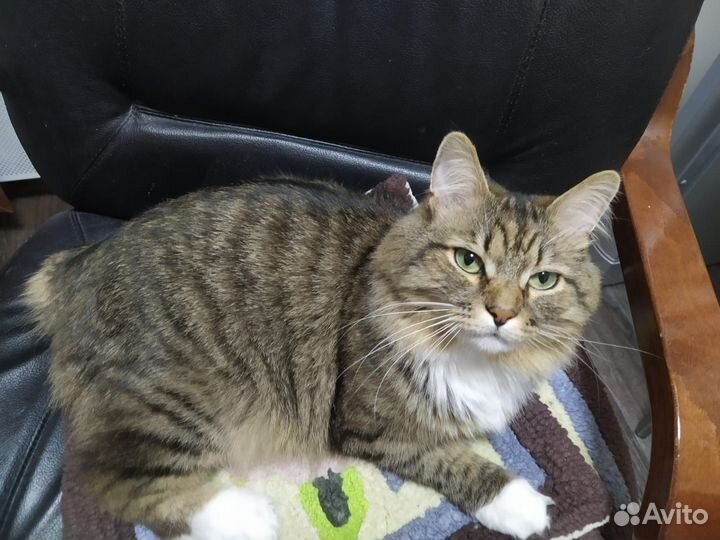 Груминг кошек выезд на дом