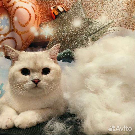 Бесплатная стрижка собак и кошек у стажера