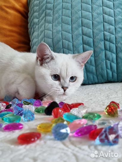 Британская кошечка