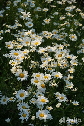 Ромашка садовая многолетняя. Не требует ухода