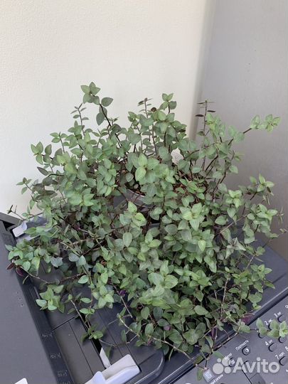 Пилея,гинура,коллизия,аихризон