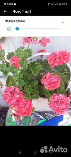 Пеларгония(герань)