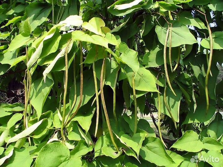 Семена катальпы прекрасной (катальпы великолепной)