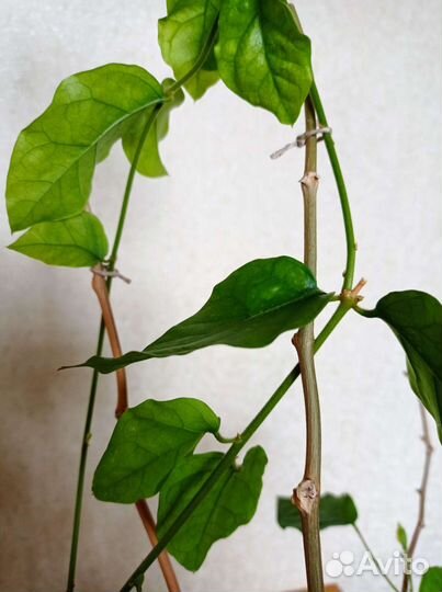 Арабский жасмин (Jasminum sambac)