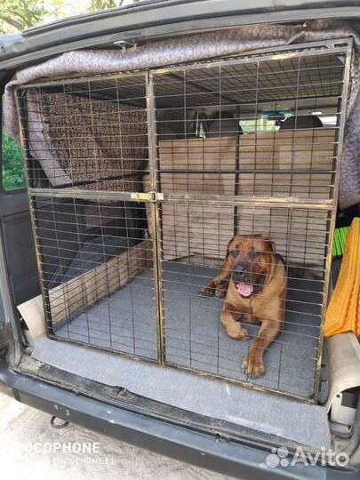 Зоотакси, перевозка собак крупных пород