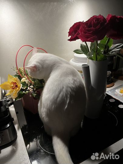 Коты отдам в добрые руки