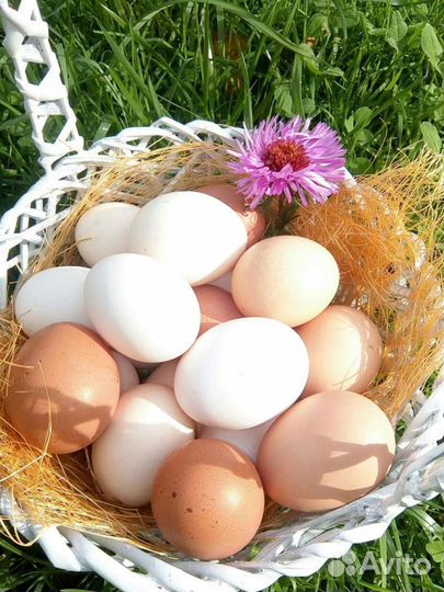 Домашние куриные яйца