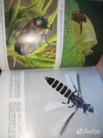 Иллюстрированная энциклопедия насекомых. Станек В