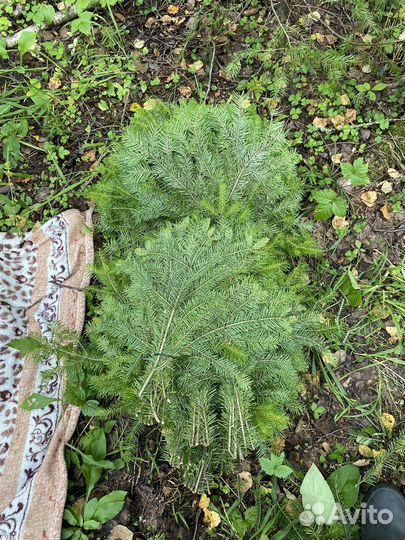 Пихтовый веник для бани и спа