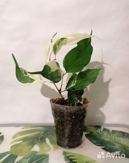 Фикус Бенджамина Керли