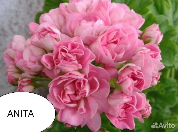 Герань пеларгония