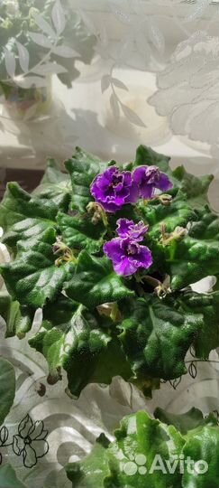 Фиалки, золотой ус, алоэ, комнатные растения