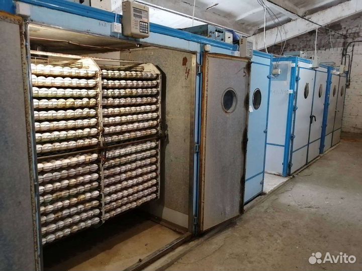 Инкубационное яйцо гусей. Гусята Линда, Серый