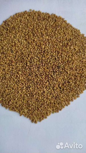 Семена люцерны, клевера, эспарцета, донника, горци