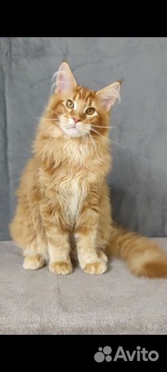 Котенок Мейн-кун