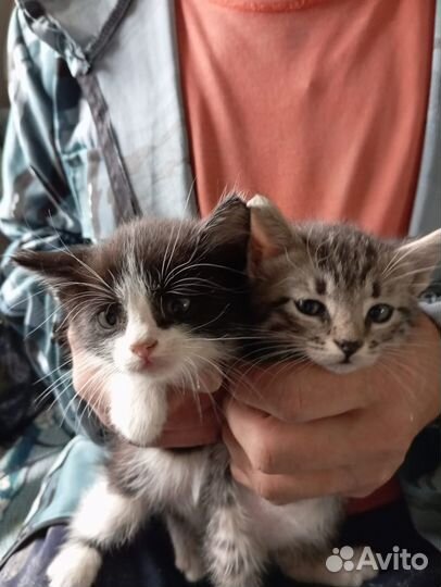 Отдам в добрые руки