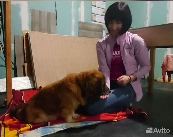 Дипломированный кинолог в Калининграде и онлайн