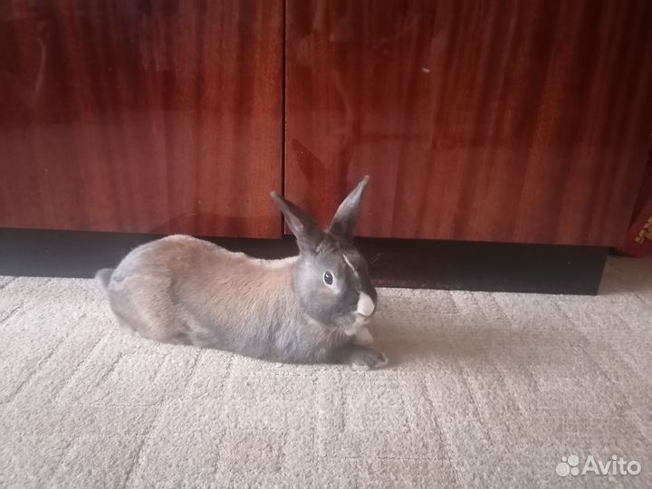 Отдам в добрые руки
