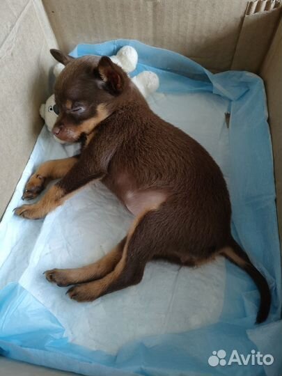 Той-терьер щенок