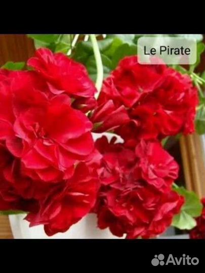 Герань пеларгония плющелистная