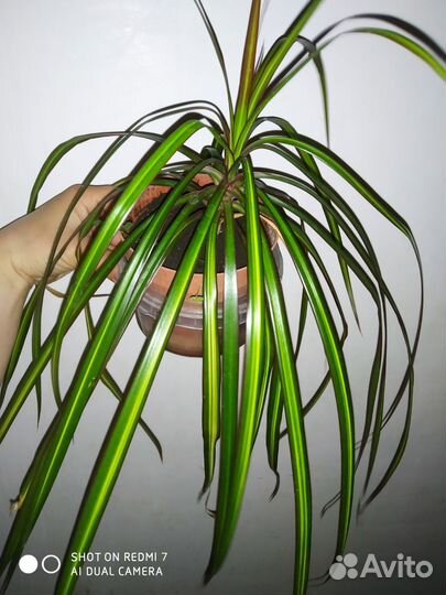 Драцена полосатая трехцветная яркая