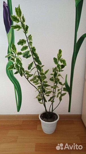 Комнатный цветок педилантус
