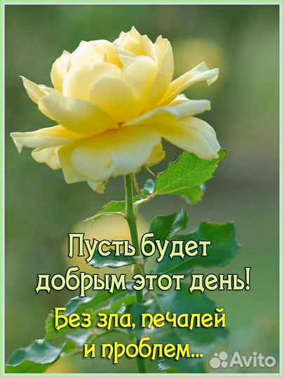 Прогулка с собакой бесплатно