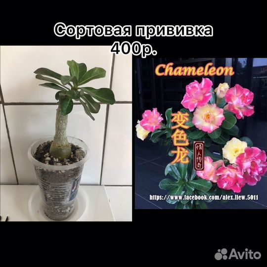 Адениум сеянцы и прививки