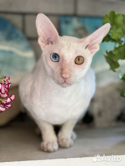 Ищу невесту