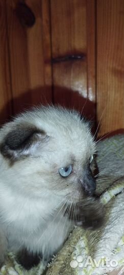 Продам в добрые руки