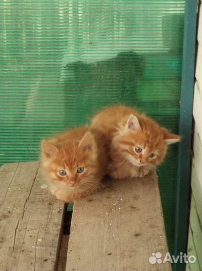 Кошка в дар