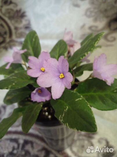 Цветущие фиалки